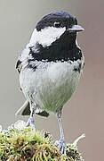 Coal Tit