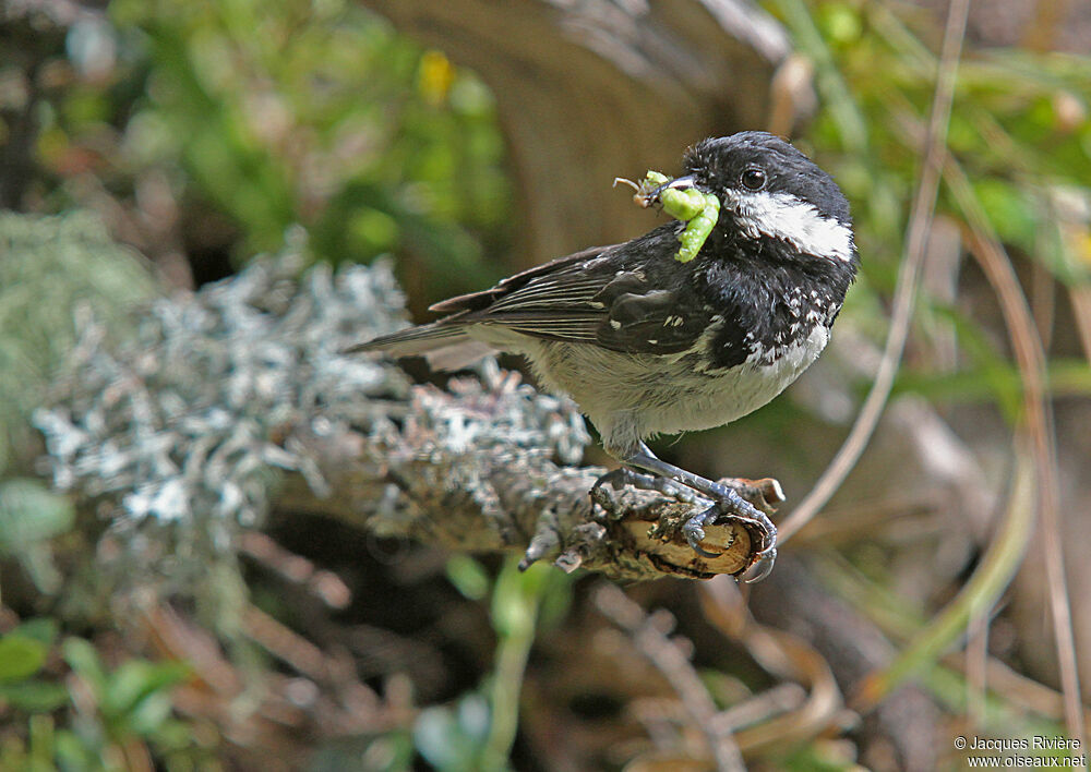 Mésange noireadulte nuptial, Nidification