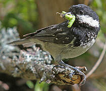 Coal Tit