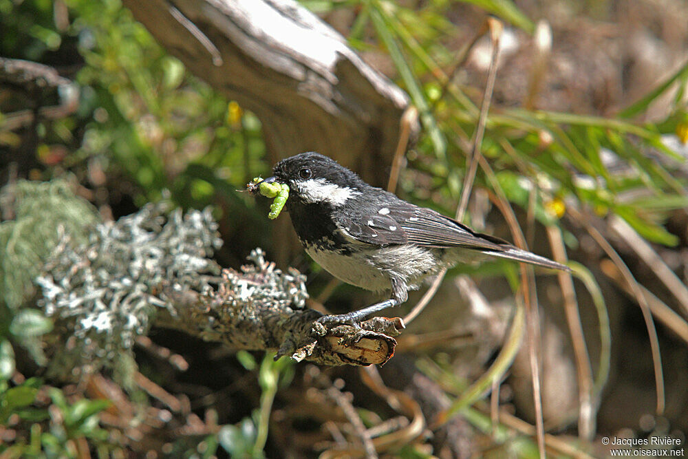 Mésange noireadulte nuptial, Nidification