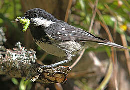 Coal Tit