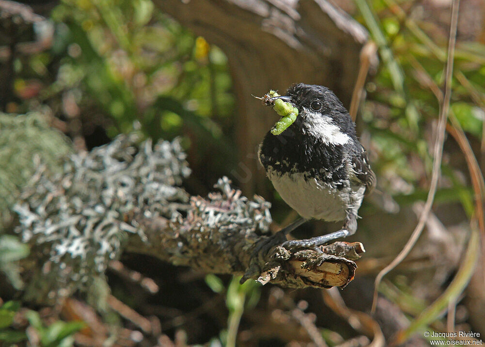 Mésange noireadulte nuptial, Nidification