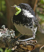 Coal Tit