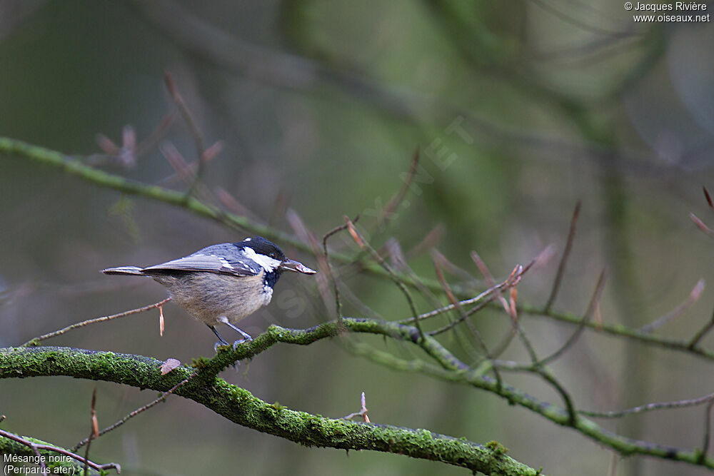 Mésange noireadulte nuptial, portrait, mange