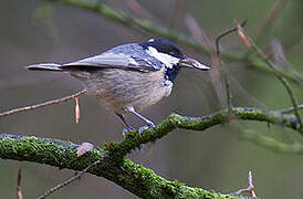 Coal Tit