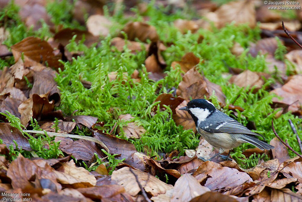 Mésange noireadulte nuptial, identification