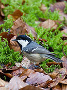 Coal Tit