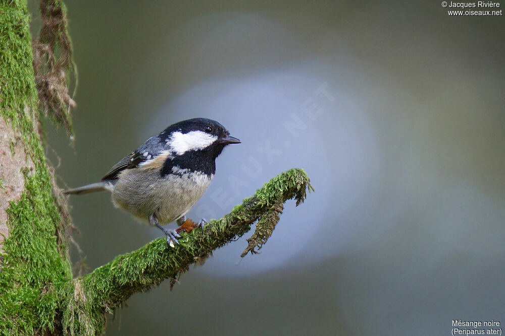 Mésange noireadulte, portrait