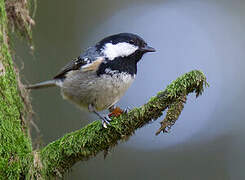 Coal Tit