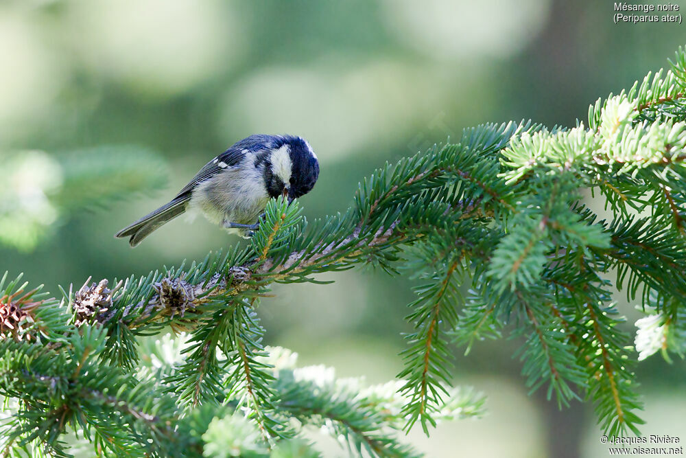 Mésange noireadulte, identification, mange