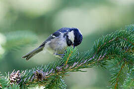 Coal Tit