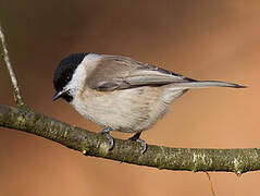 Marsh Tit