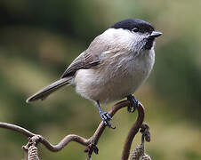 Marsh Tit