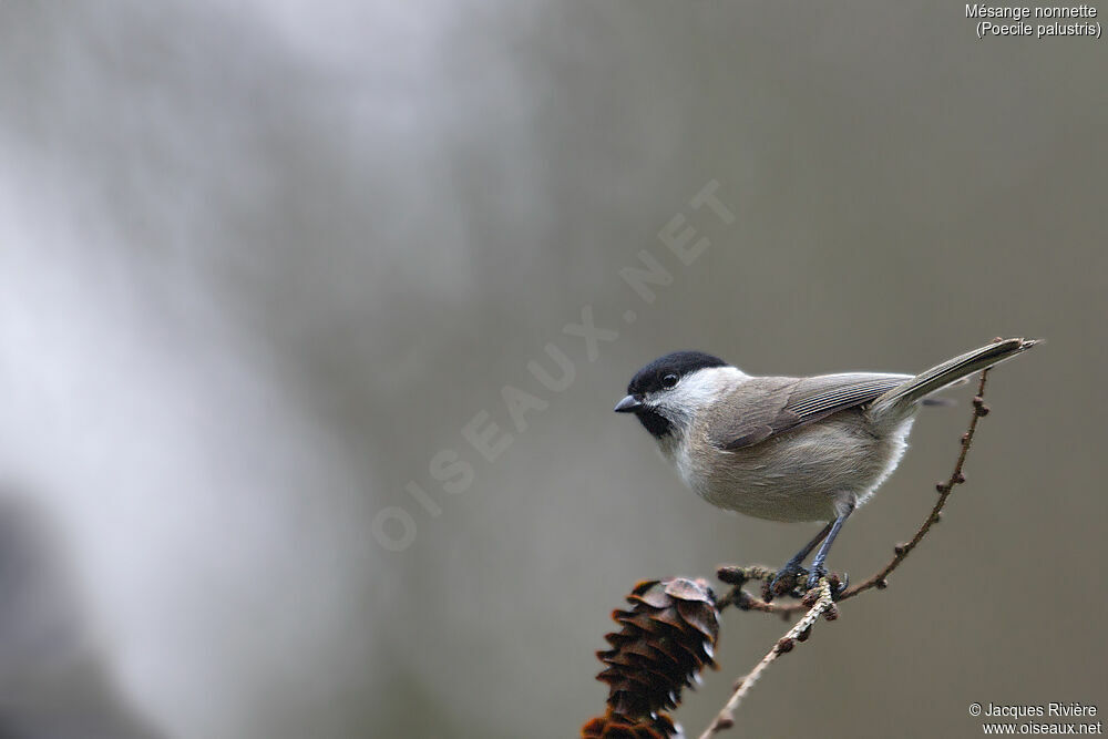 Mésange nonnetteadulte nuptial, identification