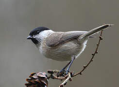 Marsh Tit