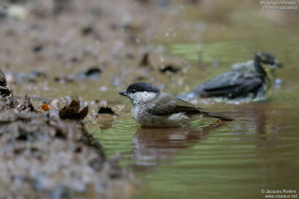 Marsh Titadult breeding, identification, swimming