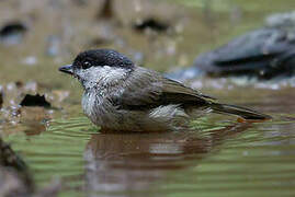 Marsh Tit