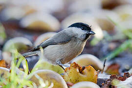 Marsh Tit