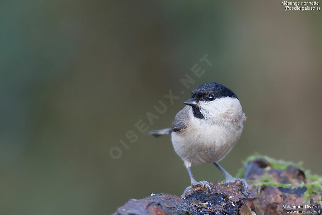 Mésange nonnetteadulte nuptial, identification