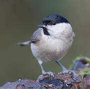 Marsh Tit