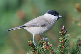 Marsh Tit