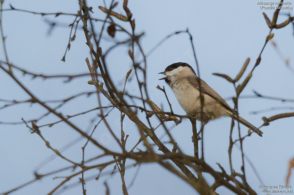 Mésange nonnette mâle adulte nuptial, identification, chant