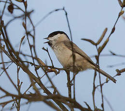 Mésange nonnette