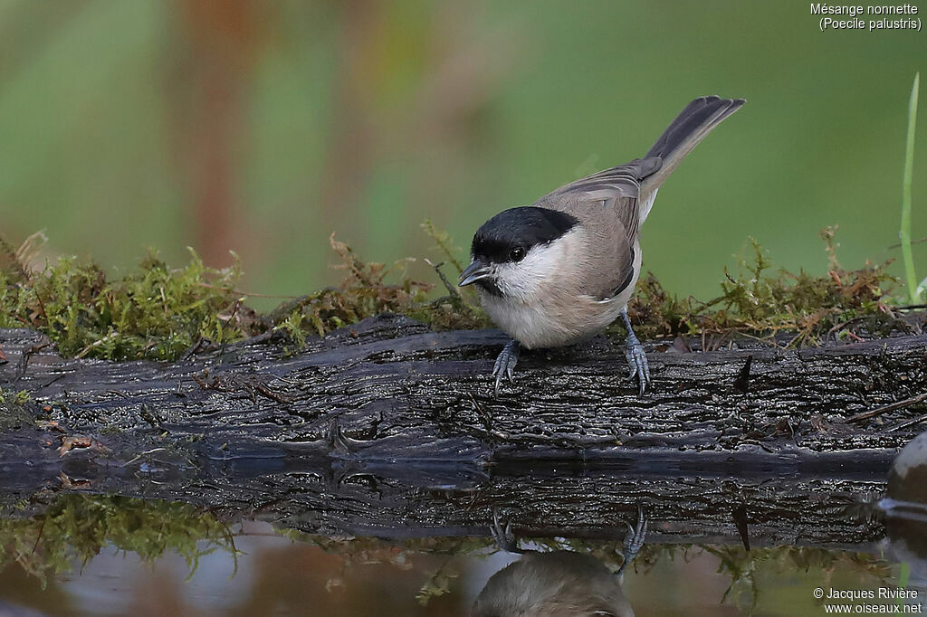 Mésange nonnetteadulte, identification