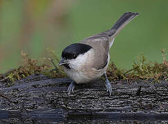 Marsh Tit