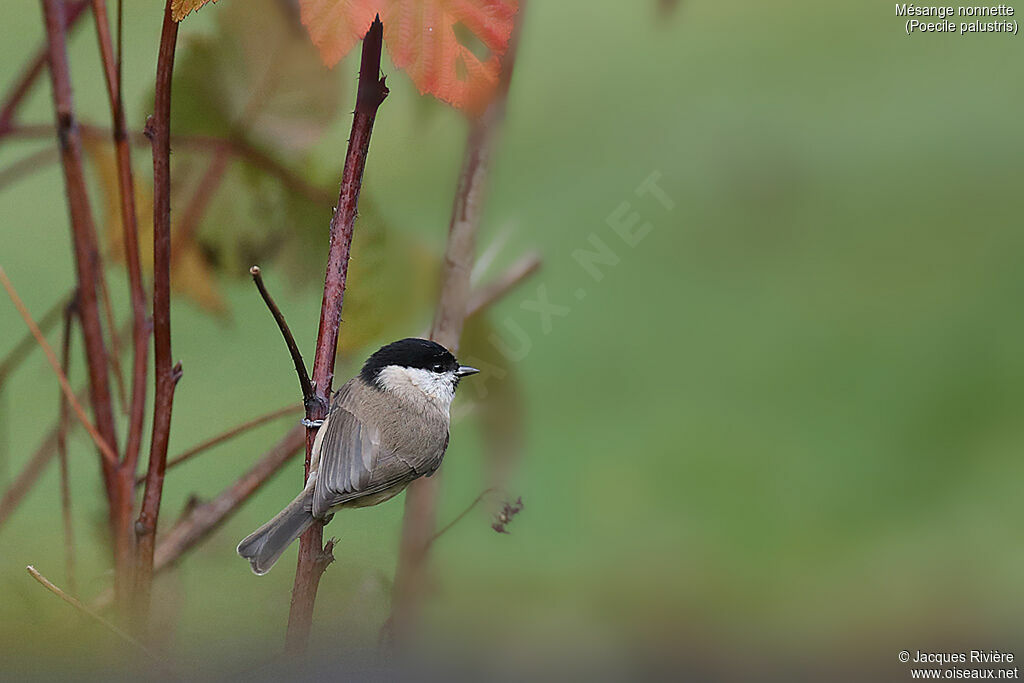 Mésange nonnetteadulte, identification