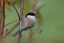 Marsh Tit