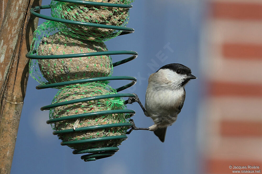 Mésange nonnetteadulte internuptial