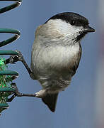 Marsh Tit