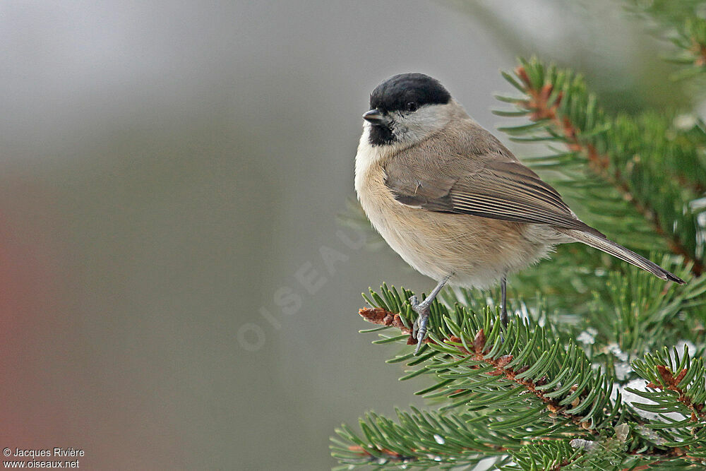 Mésange nonnetteadulte internuptial