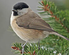 Marsh Tit