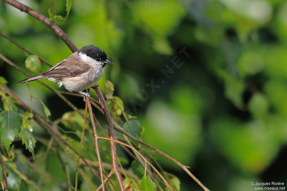 Mésange nonnetteadulte nuptial