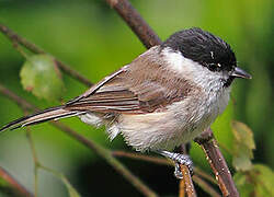 Marsh Tit