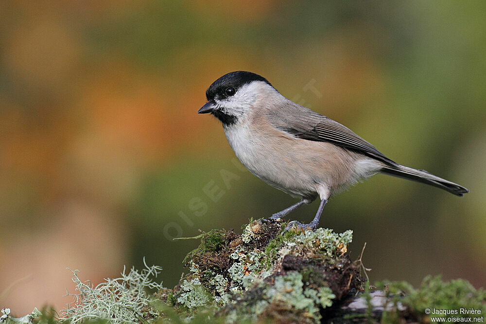 Marsh Titadult post breeding, identification