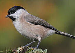 Marsh Tit