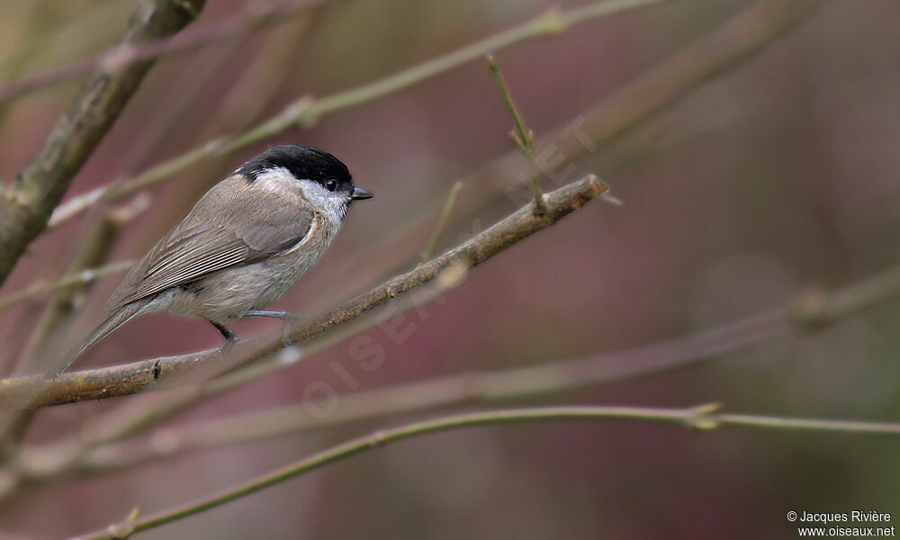 Marsh Titadult breeding