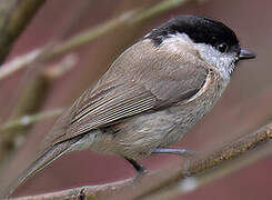 Marsh Tit