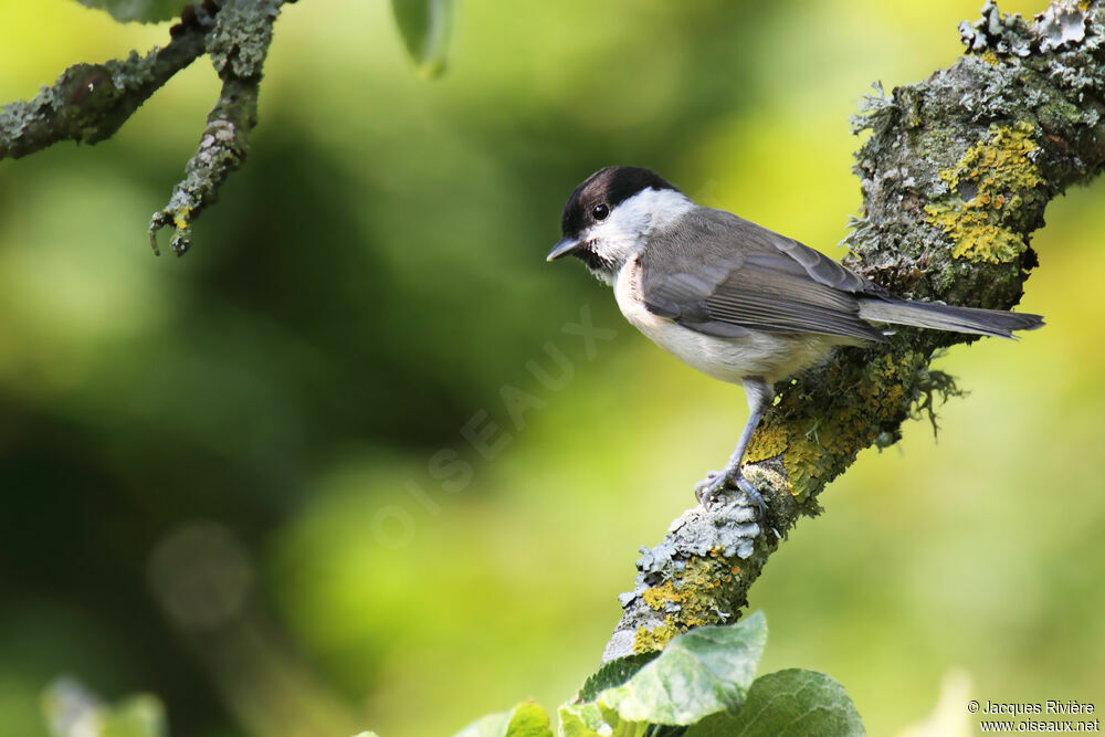 Mésange nonnettejuvénile