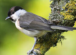 Marsh Tit