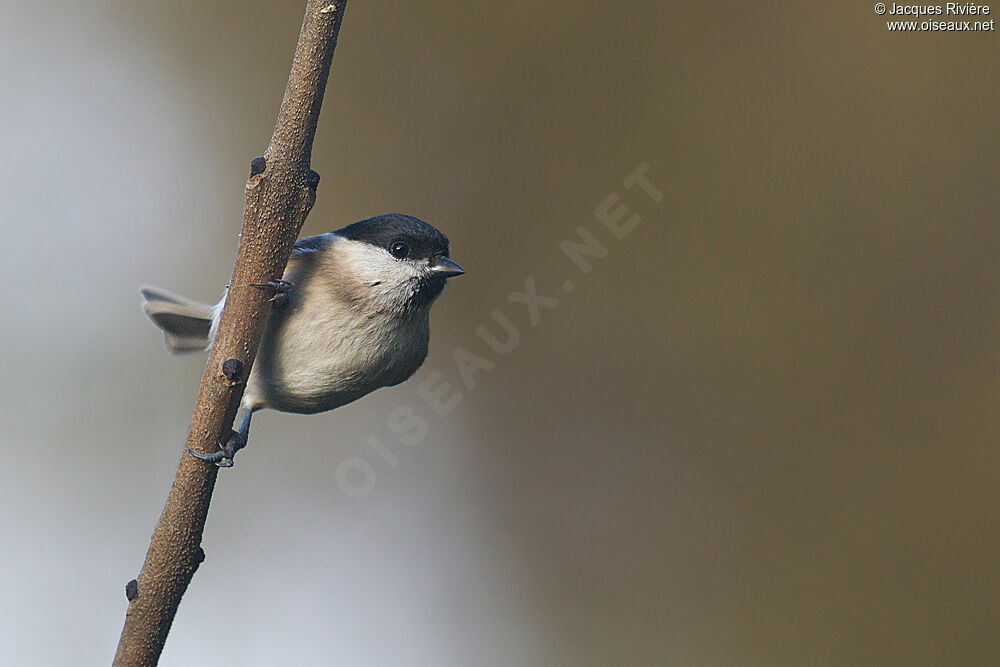 Mésange nonnetteadulte internuptial