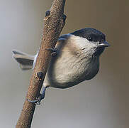 Marsh Tit