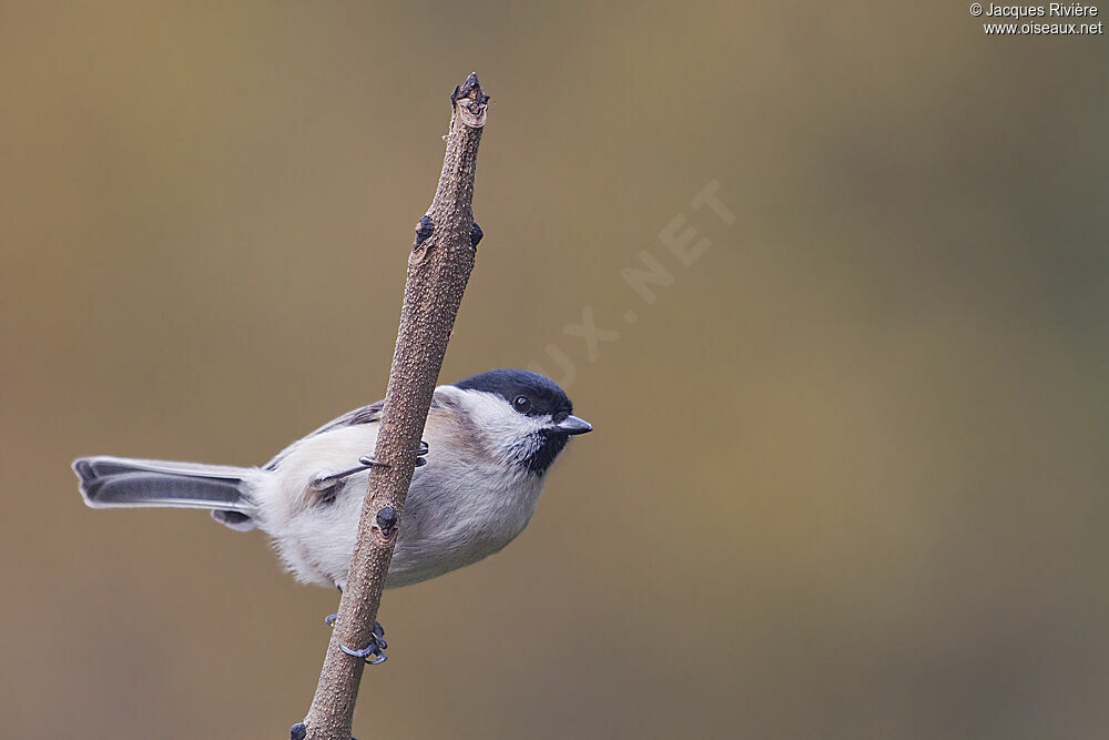 Marsh Titadult post breeding