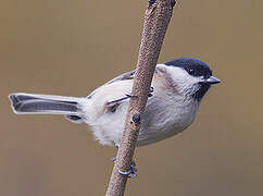 Marsh Tit