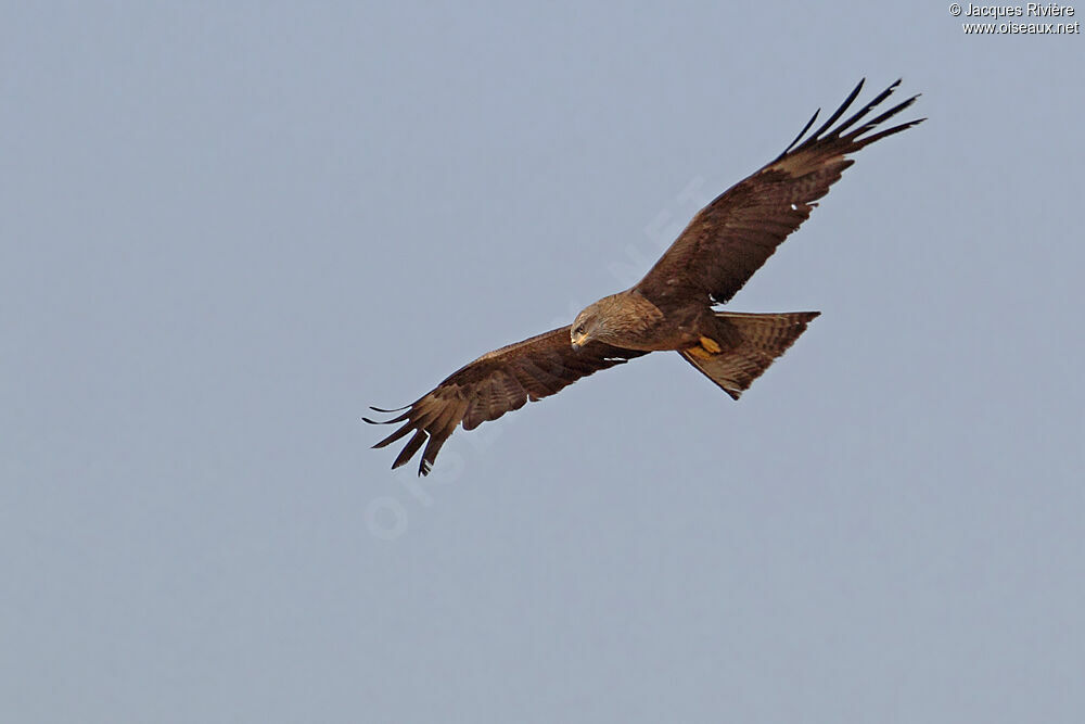 Black Kiteadult breeding, Flight