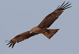 Black Kite