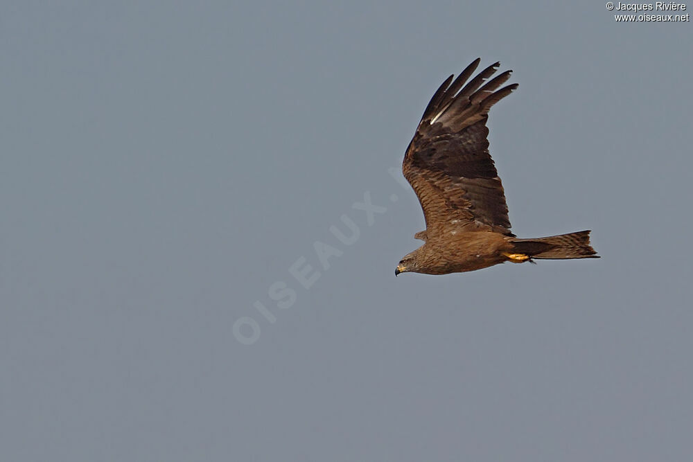 Black Kiteadult breeding, Flight